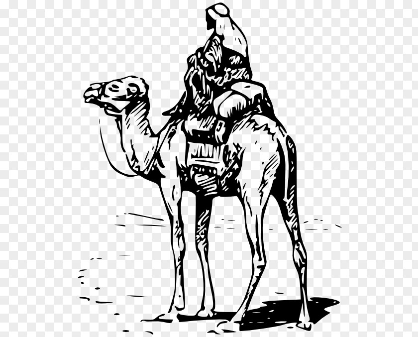 Camaleon Bactrian Camel Dromedary Silk Road Equestrian Clip Art PNG