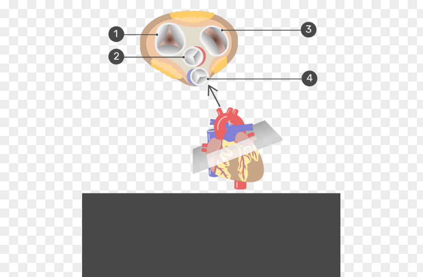 Heart Valve Anatomy Pulmonary Superior Vena Cava PNG