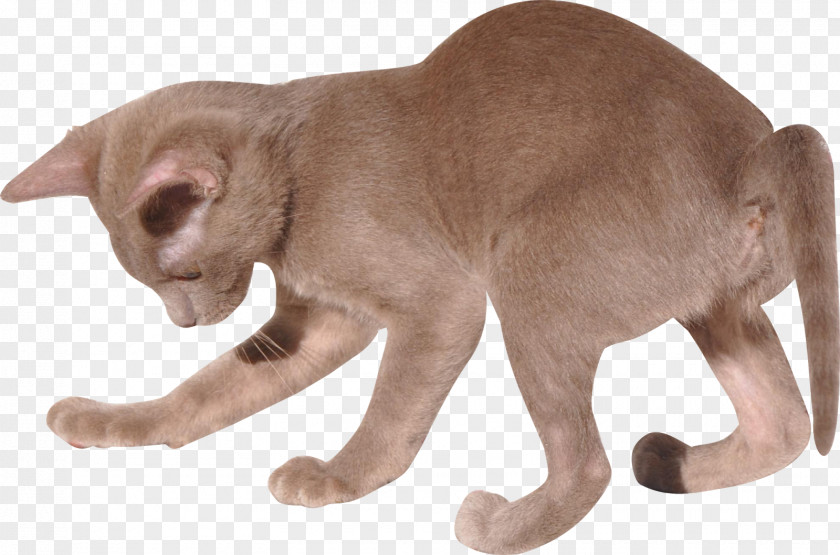 Kitten Burmese Cat Oriental Shorthair British Domestic Short-haired PNG