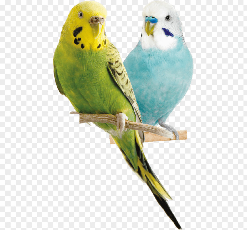 Parrot Budgerigar Bird Cockatiel Parakeet PNG