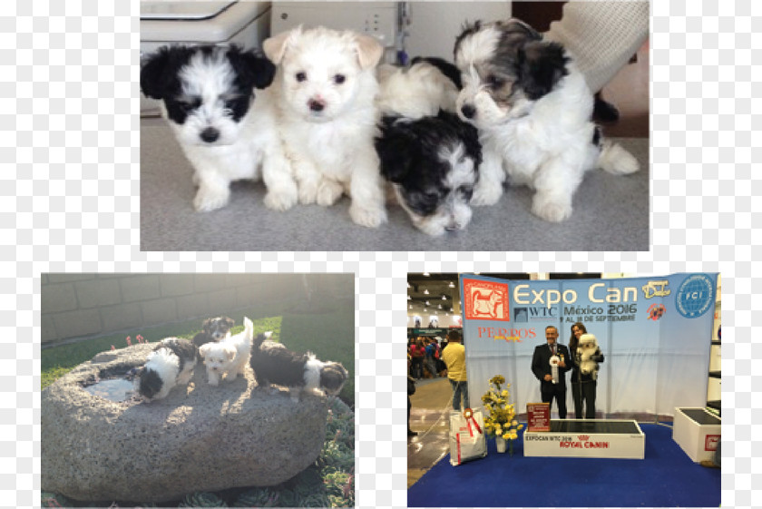 Puppy Havanese Dog Morkie Maltese Shih Tzu Schnoodle PNG