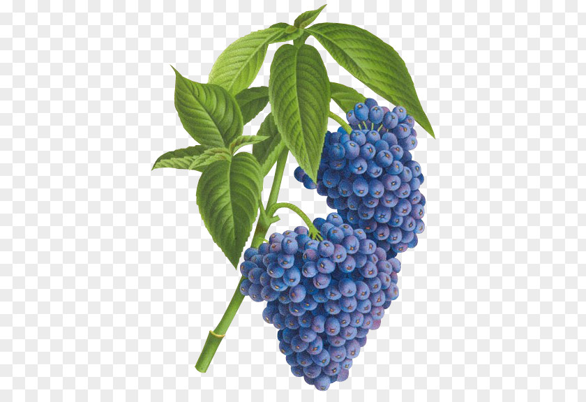 Blueberry Ghent Tea Psychotria Cyanococca Cyanocarpa PNG