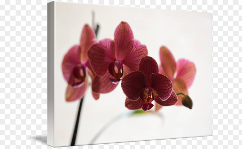 Burgundy Orchid Moth Orchids Floral Design Dendrobium Cut Flowers PNG