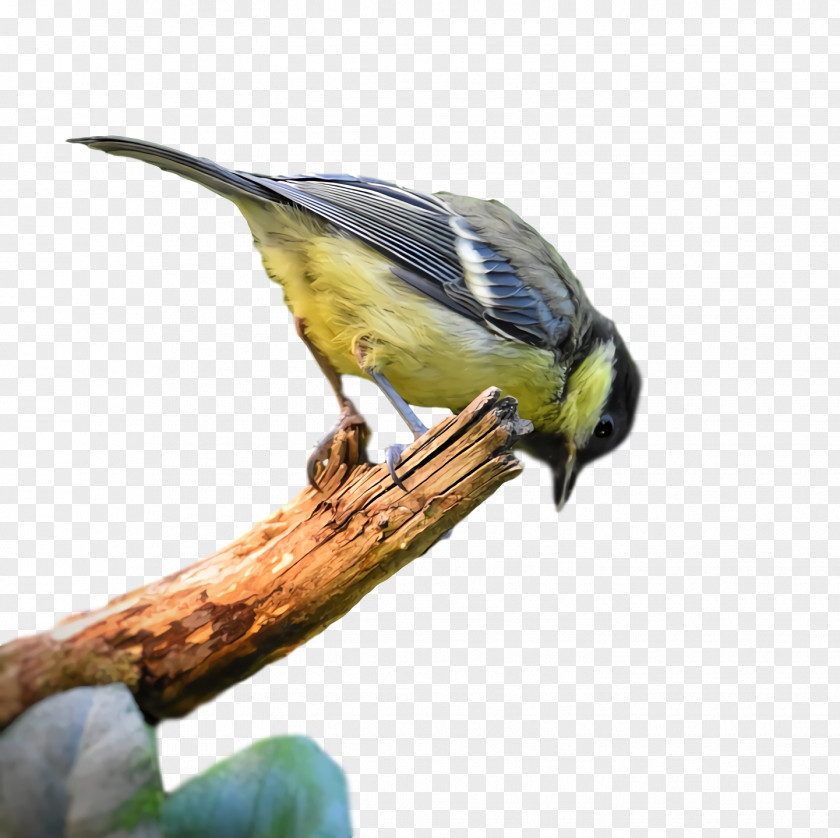 Feather PNG