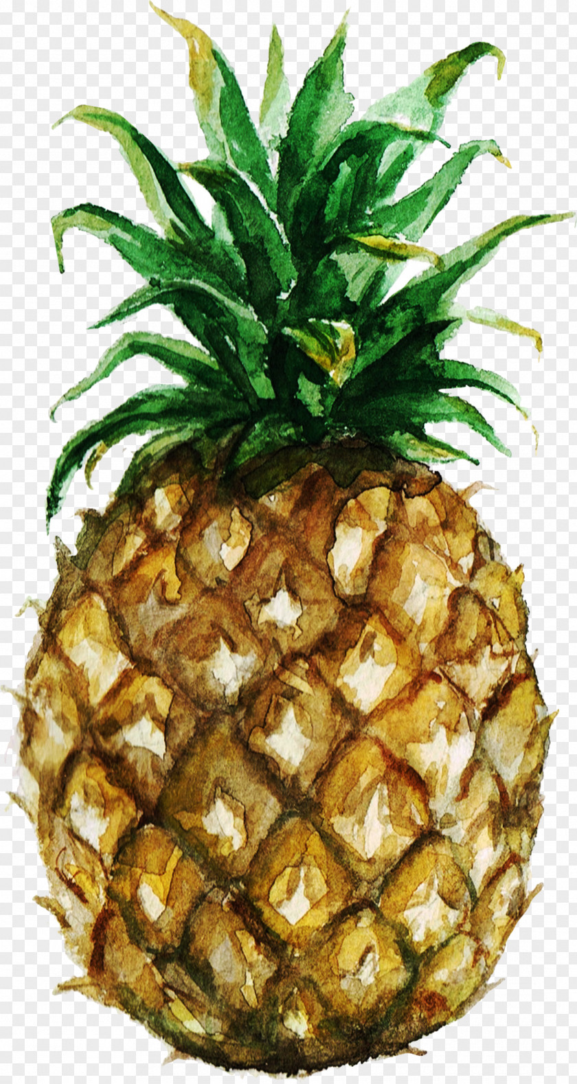 Illustration Pineapple Watercolor Painting Royalty-free Stock Photography PNG
