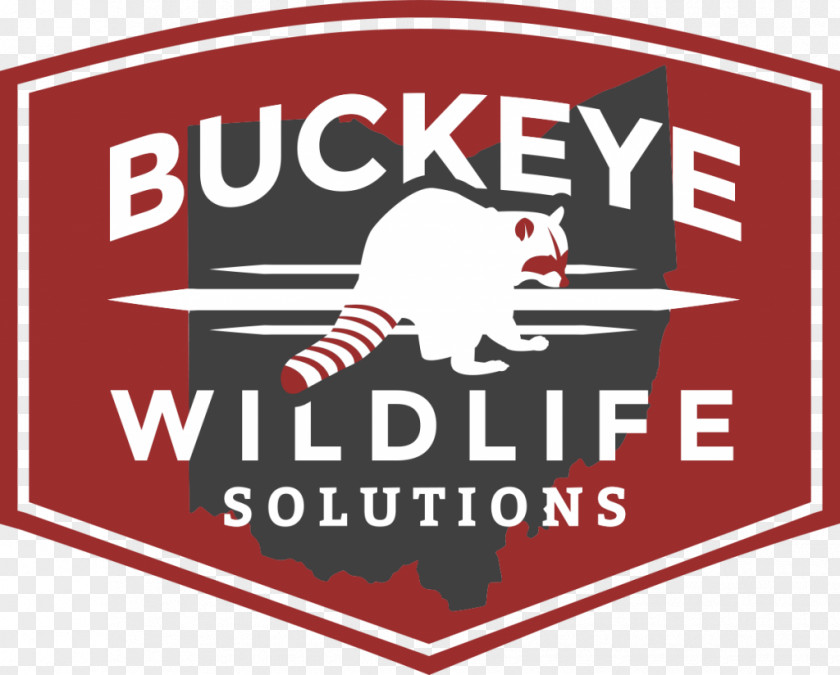 Raccoon Buckeye Wildlife Solutions Reynoldsburg Columbus Animal Control And Welfare Service Nuisance Management PNG