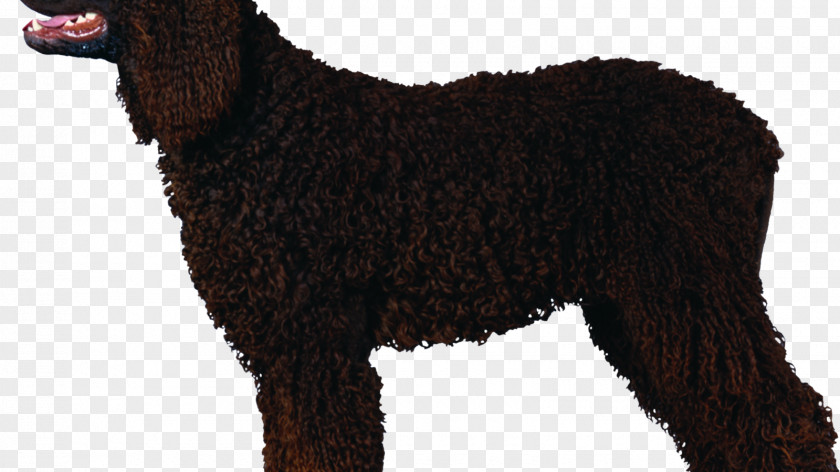 Curly Irish Water Spaniel Curly-Coated Retriever Poodle American Spanish Dog PNG