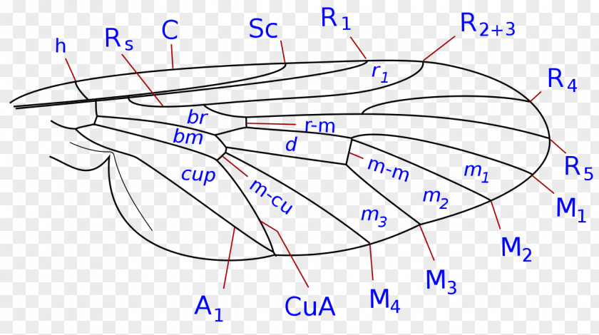 Design Drawing /m/02csf PNG