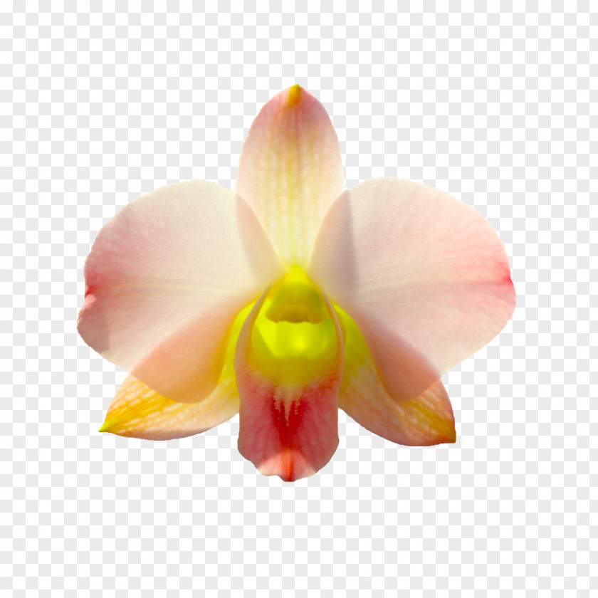 Flower Bouquet Moth Orchids Rhynchostylis Cattleya Odontoglossum PNG