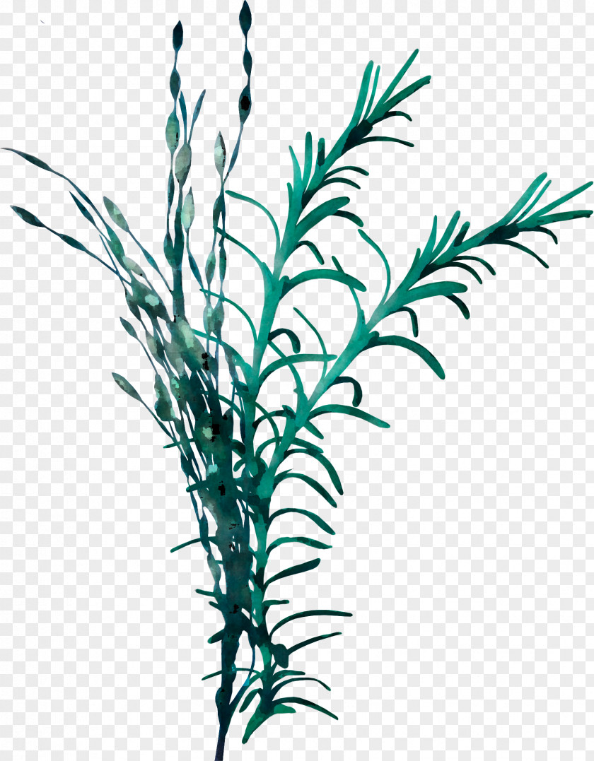 Plant Leaf Grass Family Stem PNG