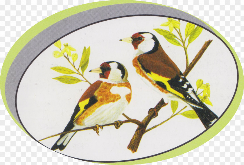 Associazione Ornitofila Astigiana Voluntary Association Federazione Ornicoltori Italiani Bird Ornithology PNG