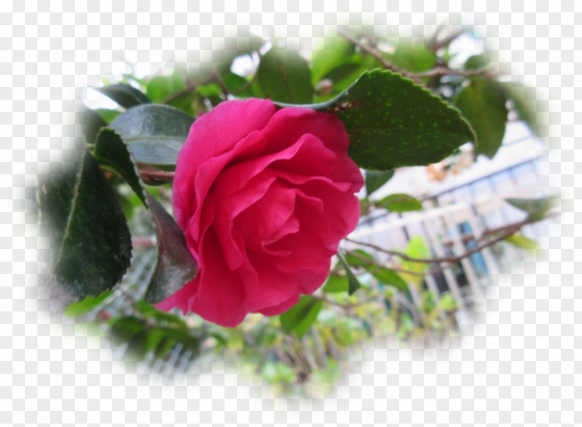 Bono Garden Roses Cabbage Rose Floribunda Japanese Camellia Chinese Cuisine PNG