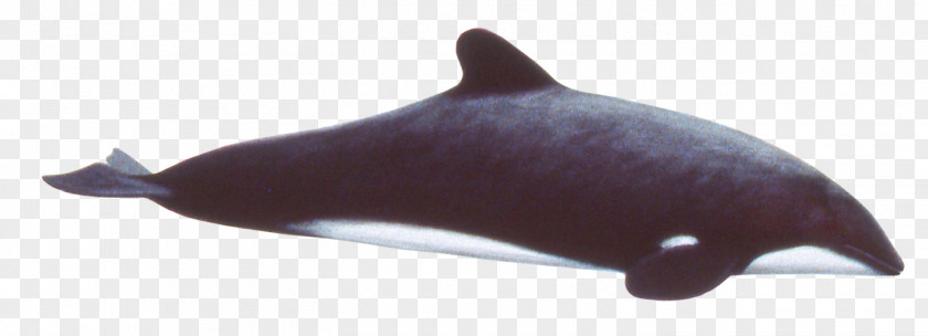 Dolphin Tucuxi Common Bottlenose Porpoise Animal PNG