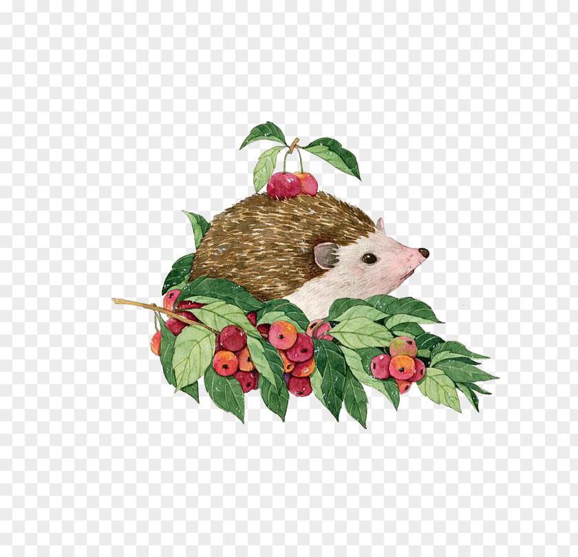 Hedgehog Fruit Harvest Watercolor Painting Illustration PNG