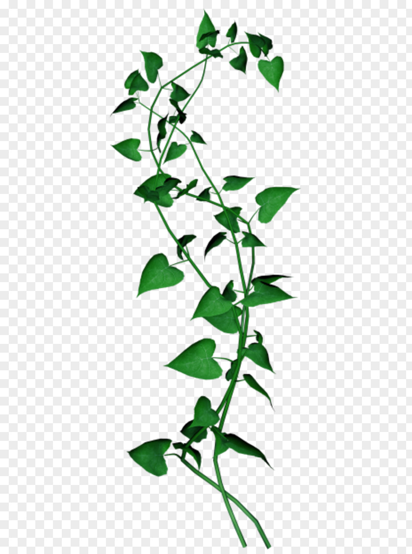 Ivy Flower Clip Art PNG