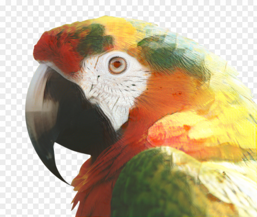 Parakeet Feather Bird Parrot PNG