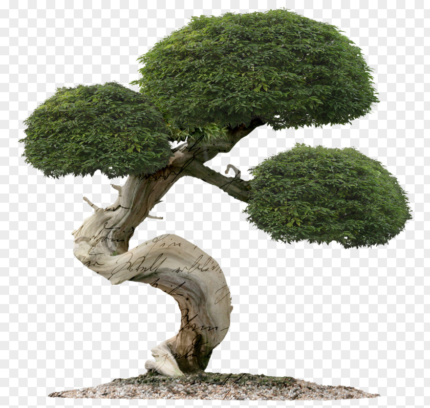 Tree Juniper Bonsai Indoor Green Mound PNG