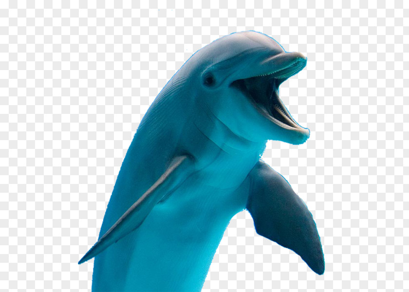 Dolphin Common Bottlenose Tucuxi Cetaceans PNG