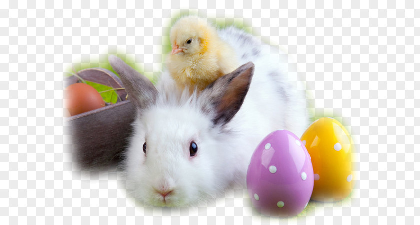 Easter The Bunny Egg Hunt Rabbit PNG