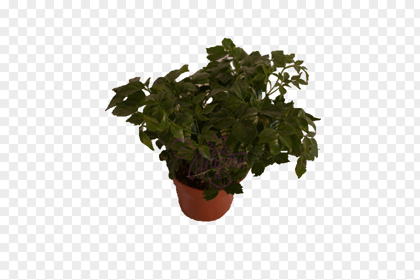 Leaf Flowerpot Houseplant Herb Tree PNG