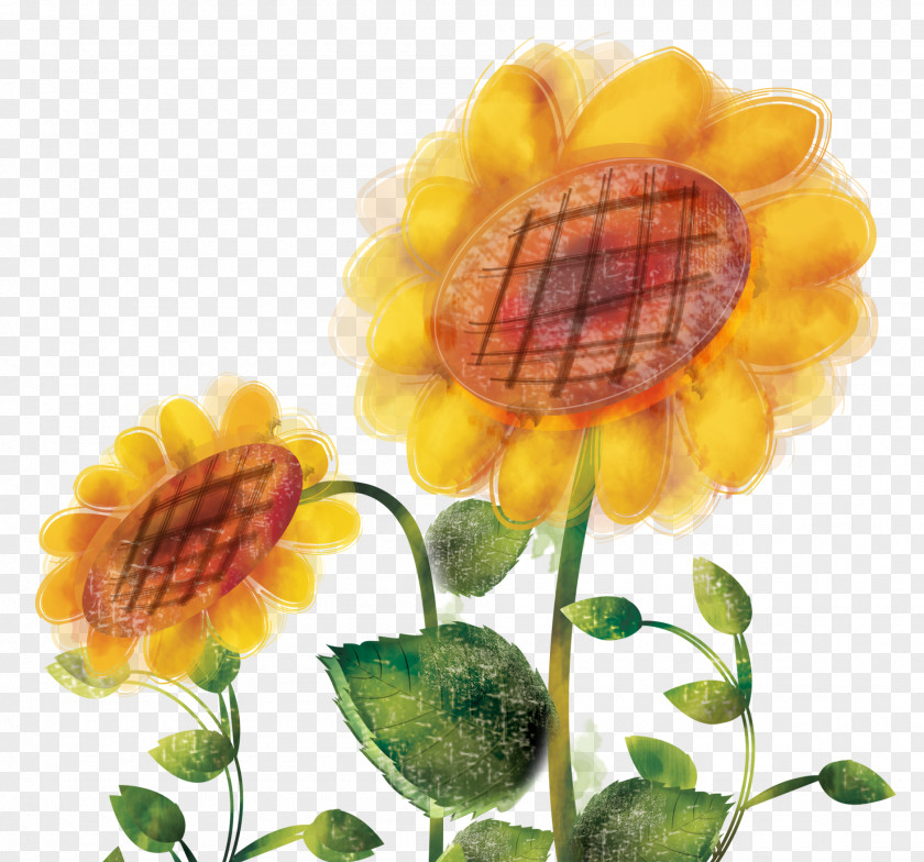 Sunflower Oil Common Illustration PNG