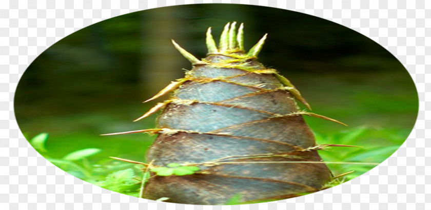 Bamboo Shoot. Insect PNG