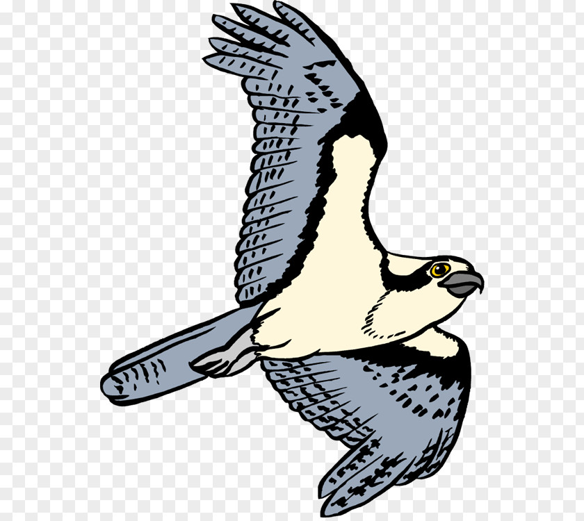 Bird Clip Art Osprey Openclipart Free Content PNG