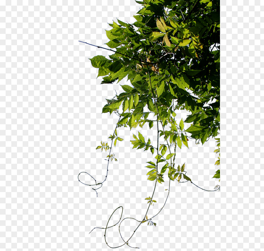 Branch Leaf Clip Art Image Download PNG