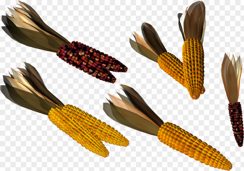 Corn Maize IFolder DepositFiles Clip Art PNG