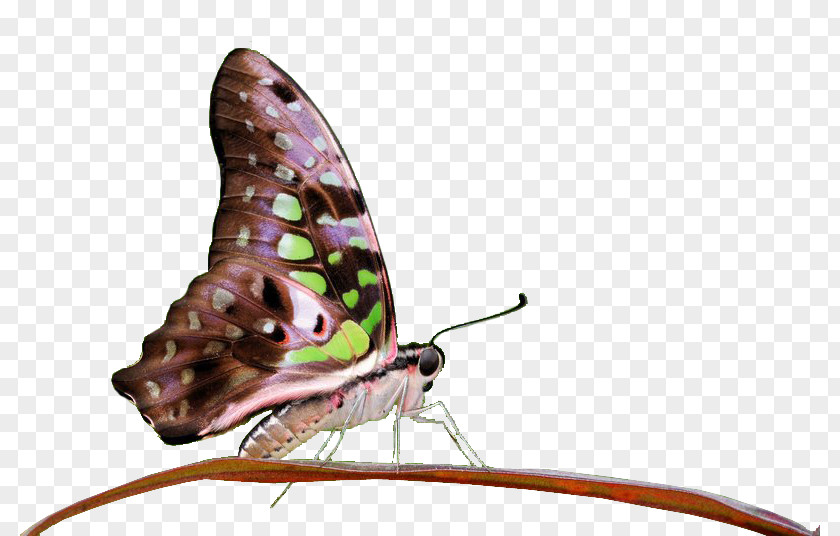 Dragonflies Brush-footed Butterflies Moth Purple Pest M. Butterfly PNG