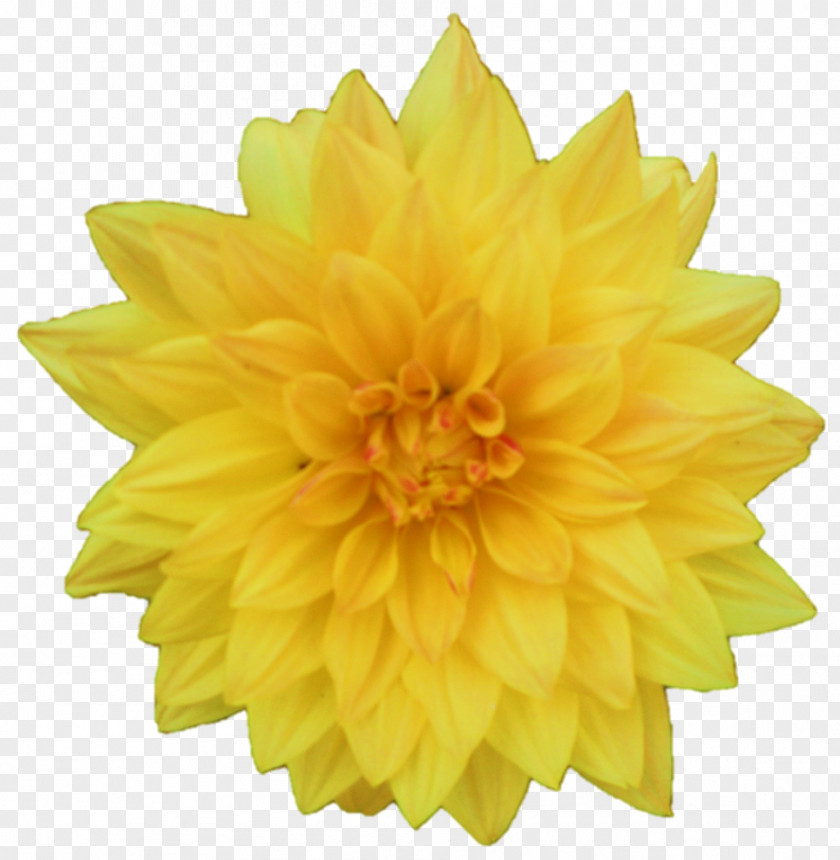 Flower Yellow Dahlia Clip Art PNG