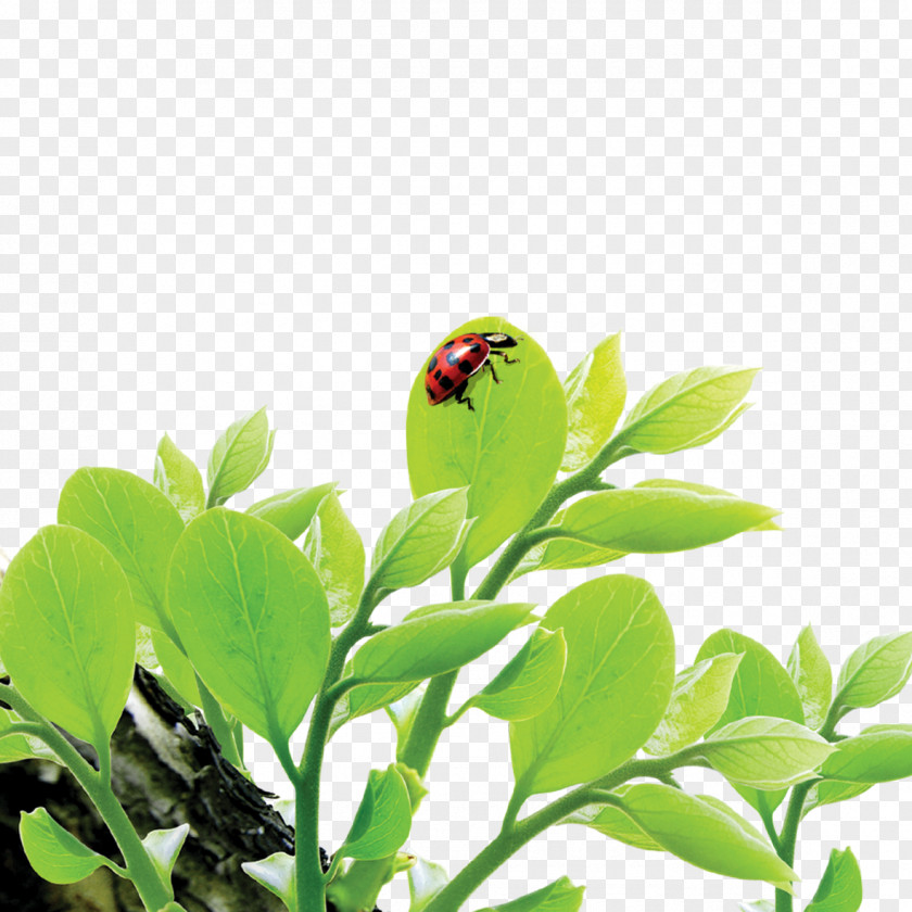 Ladybug On A Leaf Ladybird PNG