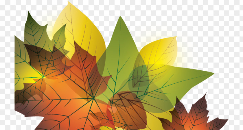 Leaves Autumn Leaf Design Vector Graphics Illustration PNG