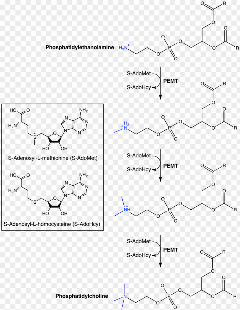 Phosphatidylethanolamine N-methyltransferase Phosphatidylcholine PNG