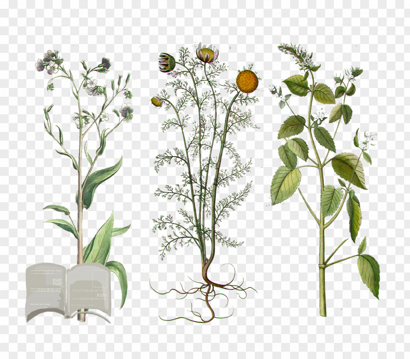 Plant Pianta Officinale Medicinal Plants Aromatica List Of Macerated Oils PNG