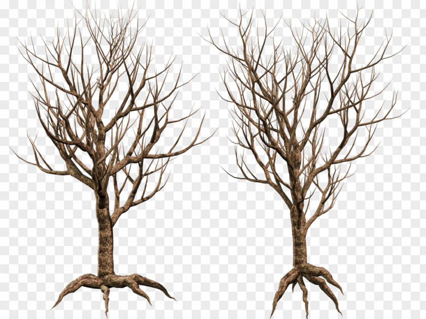 Share Tree Branch Twig Wood Art PNG