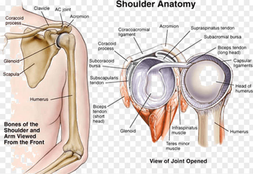Arm Shoulder Joint Human Anatomy PNG