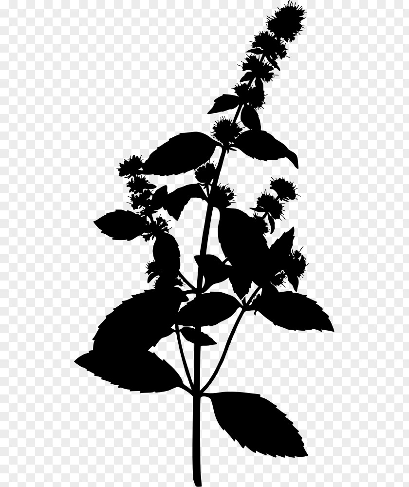 Plant Peppermint Water Mint Herbalism Mentha Spicata PNG