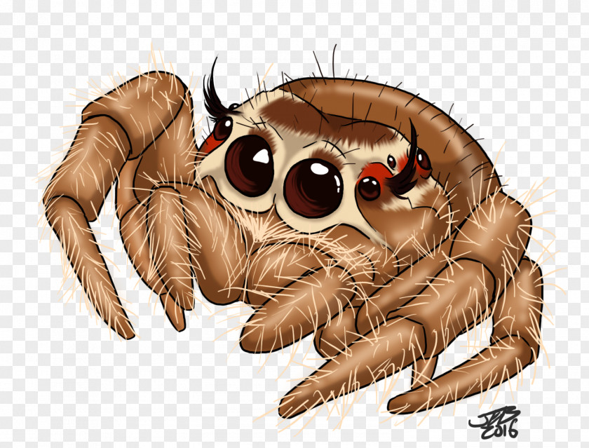 Spider Jumping Drawing Tattoo PNG