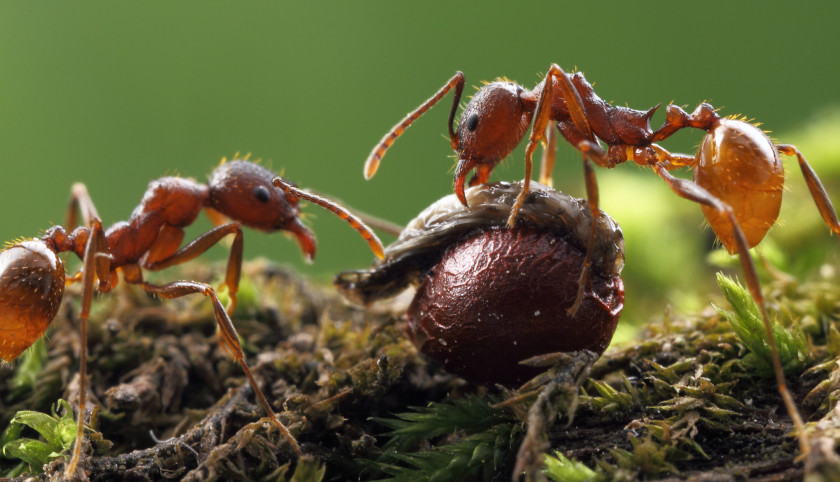 Ants Ant Insect Biological Dispersal Seed PNG