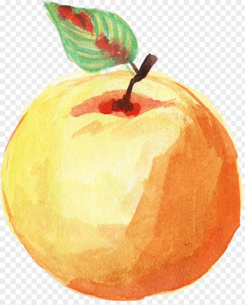 Apple Watercolor Painting Image Clip Art PNG