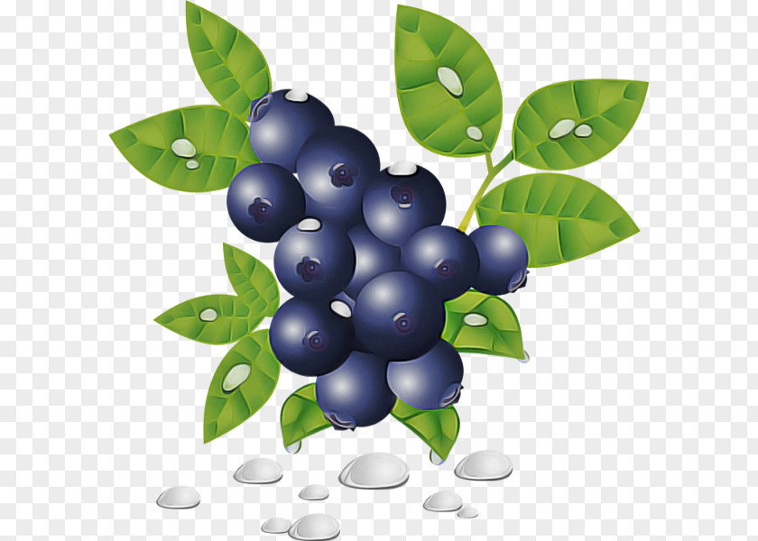 Berry Plant Bilberry Fruit Leaf PNG