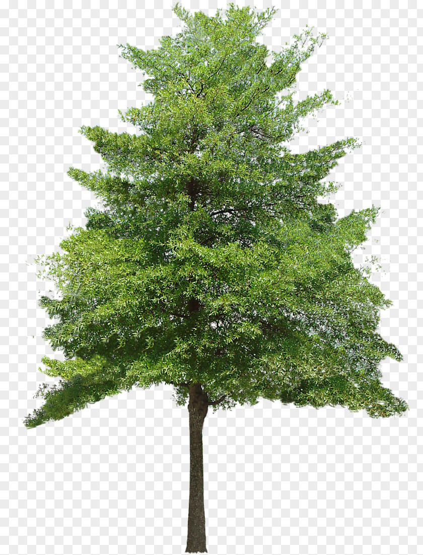 Free Download Tree Vector Texture Mapping 3D Computer Graphics Clip Art PNG