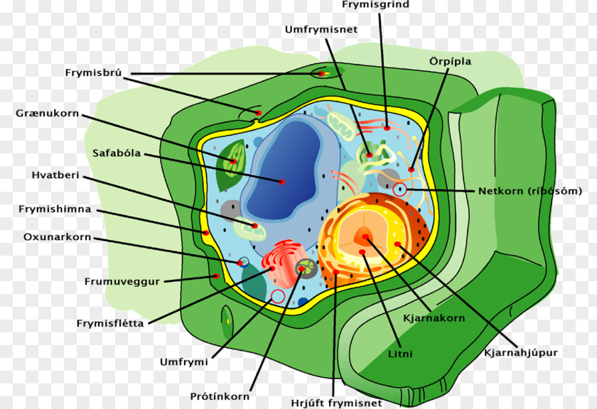 Plant Cell Structure Organelles PNG