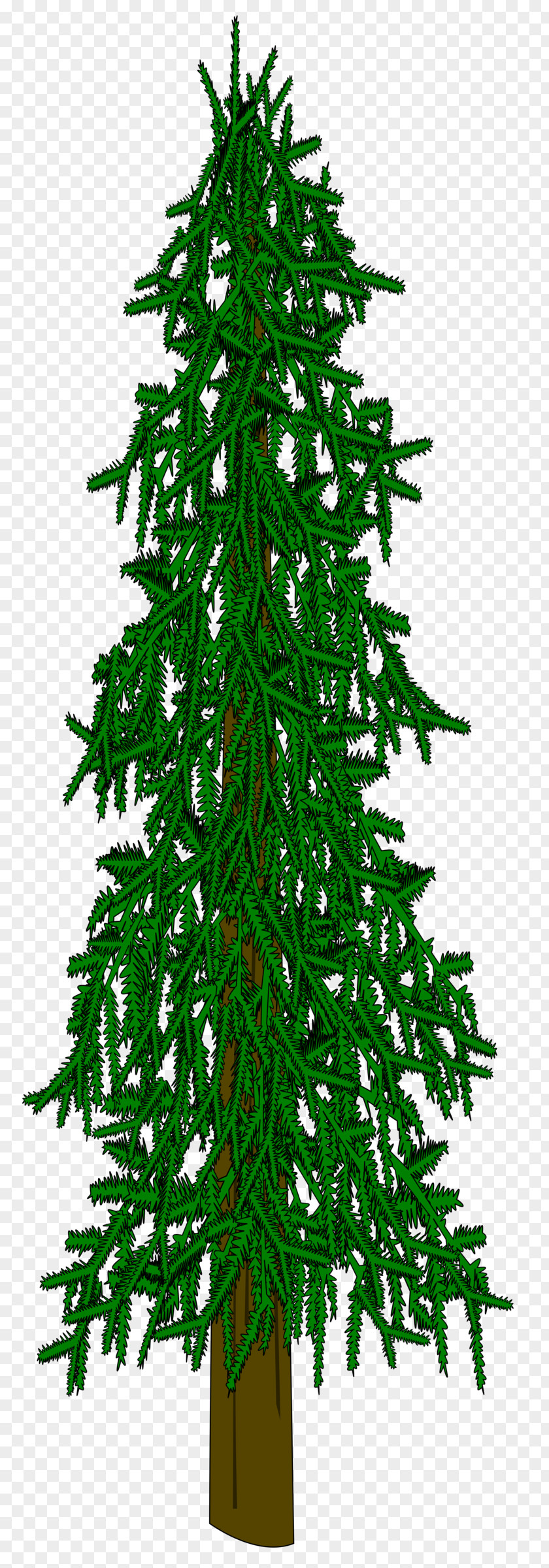 Tree Evergreen Conifers Fir Spruce PNG