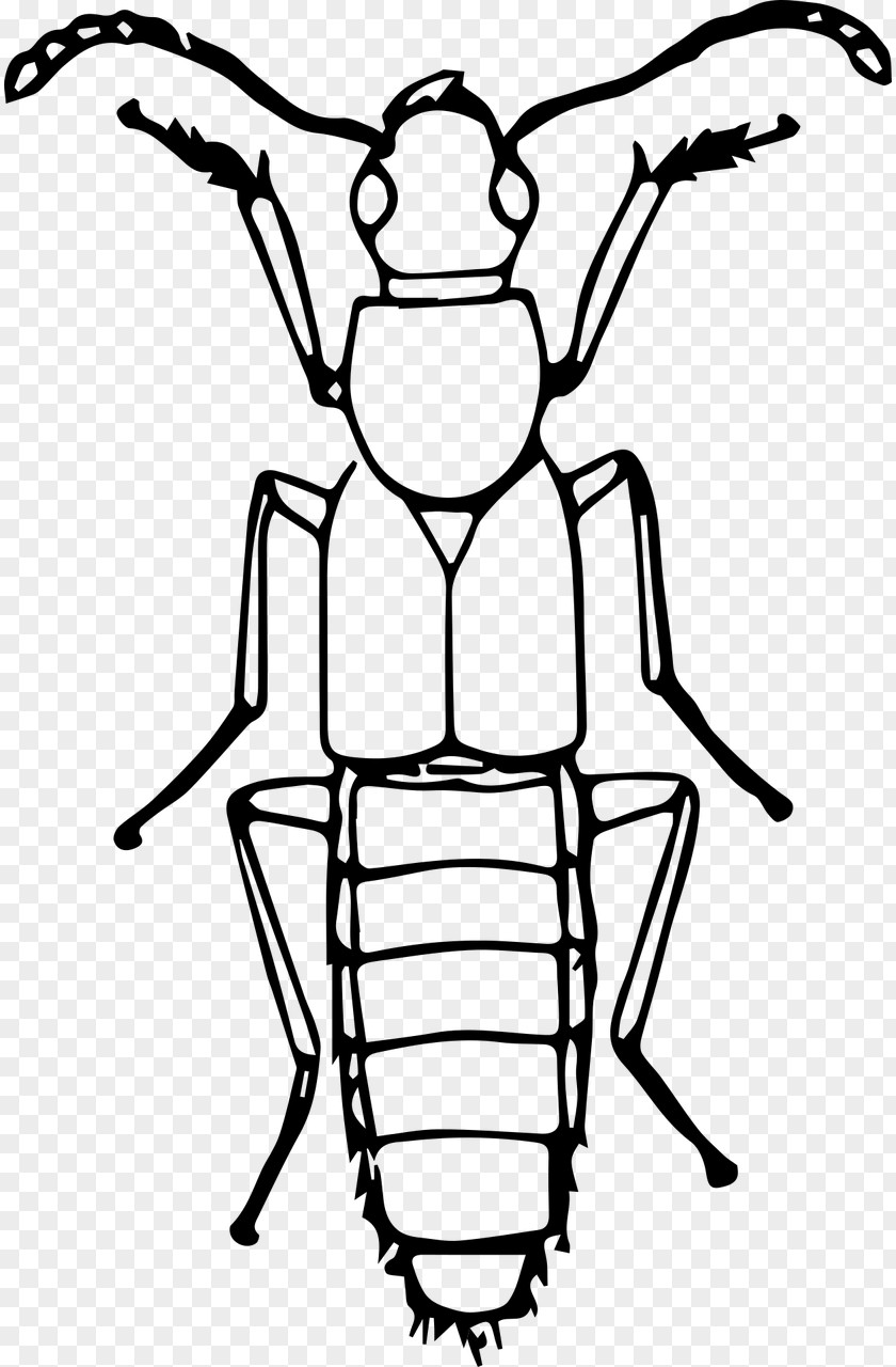 Beetle Volkswagen Insect Line Art Clip PNG