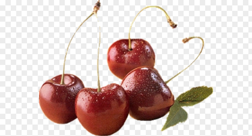 Cherry Cerasus Fruit Clip Art PNG