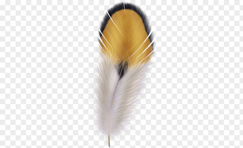 Feather The Floating Quill Pen PNG