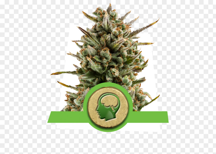 Royal Queen Haze Autoflowering Cannabis Sativa Seed Marijuana PNG