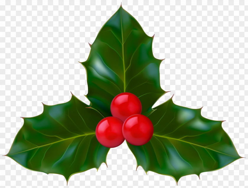 Seedless Fruit Evergreen Christmas Decoration Cartoon PNG